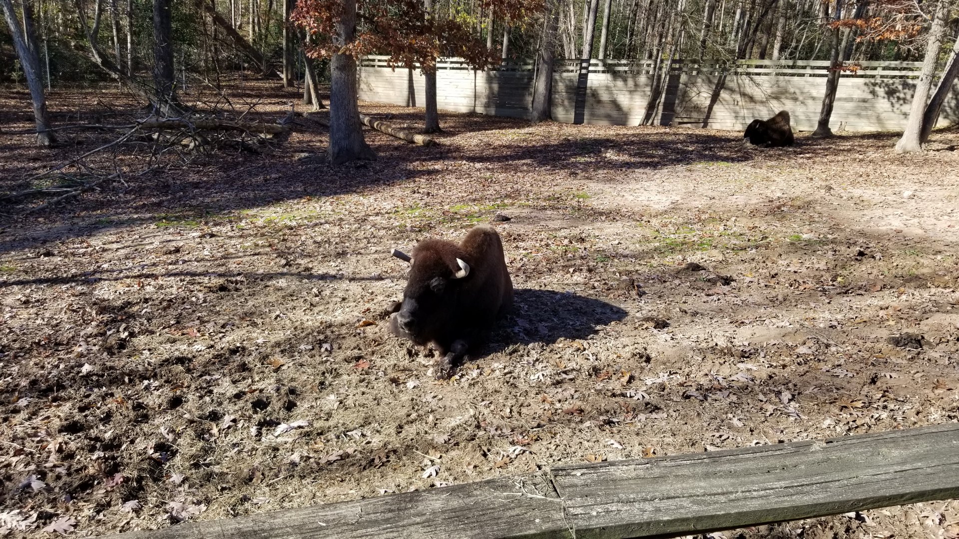 Metro Richmond - Bison