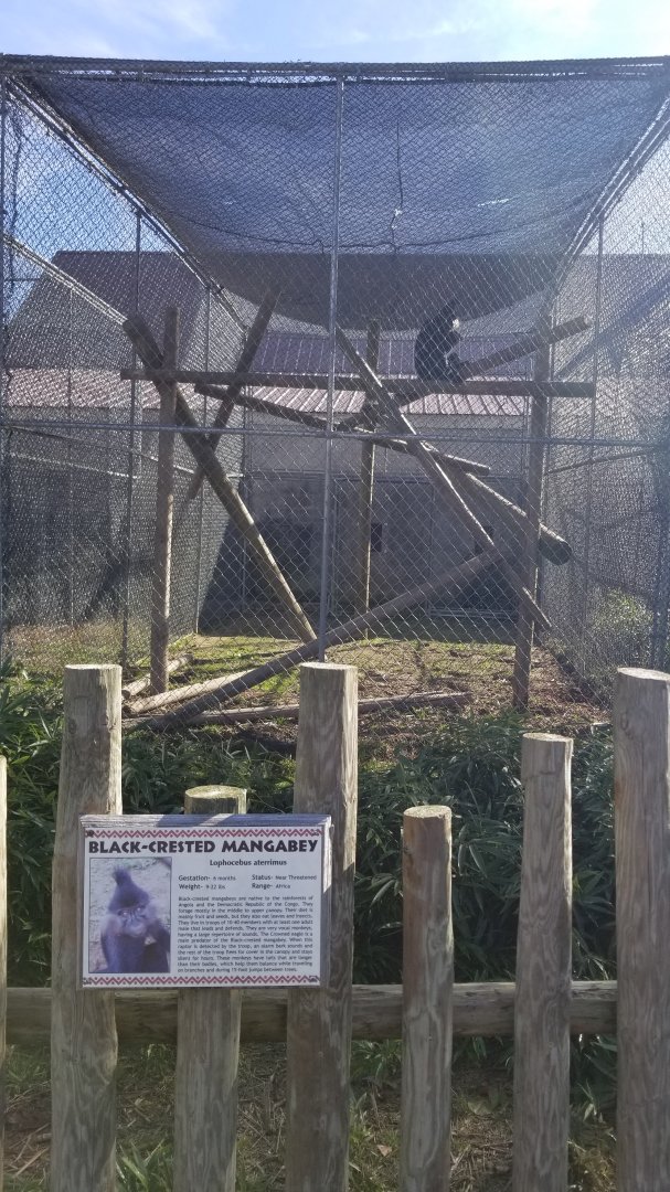 Metro Richmond - Black-crested Mangabey