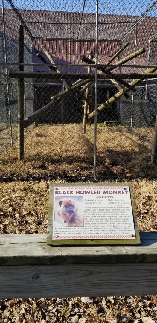 Metro Richmond - Black Howler Monkey