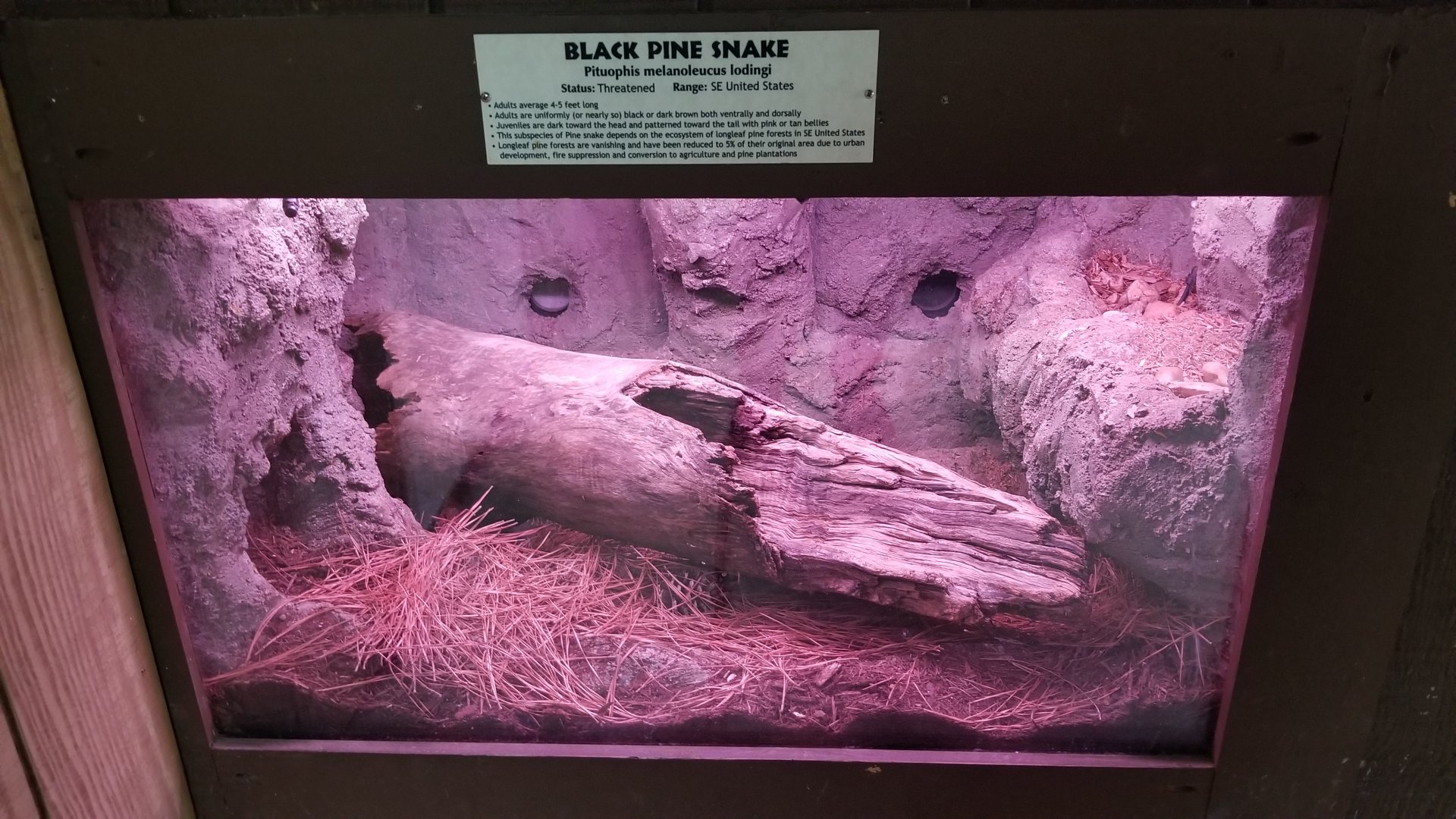 Metro Richmond - Black Pine Snake