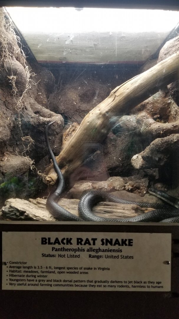 Metro Richmond - Black Rat Snake