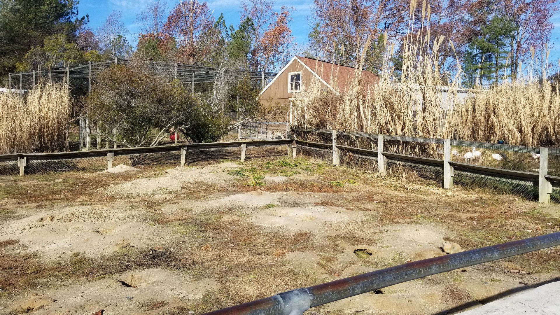 Metro Richmond - Black-tailed Prairie Dog, snow leopard visible in background