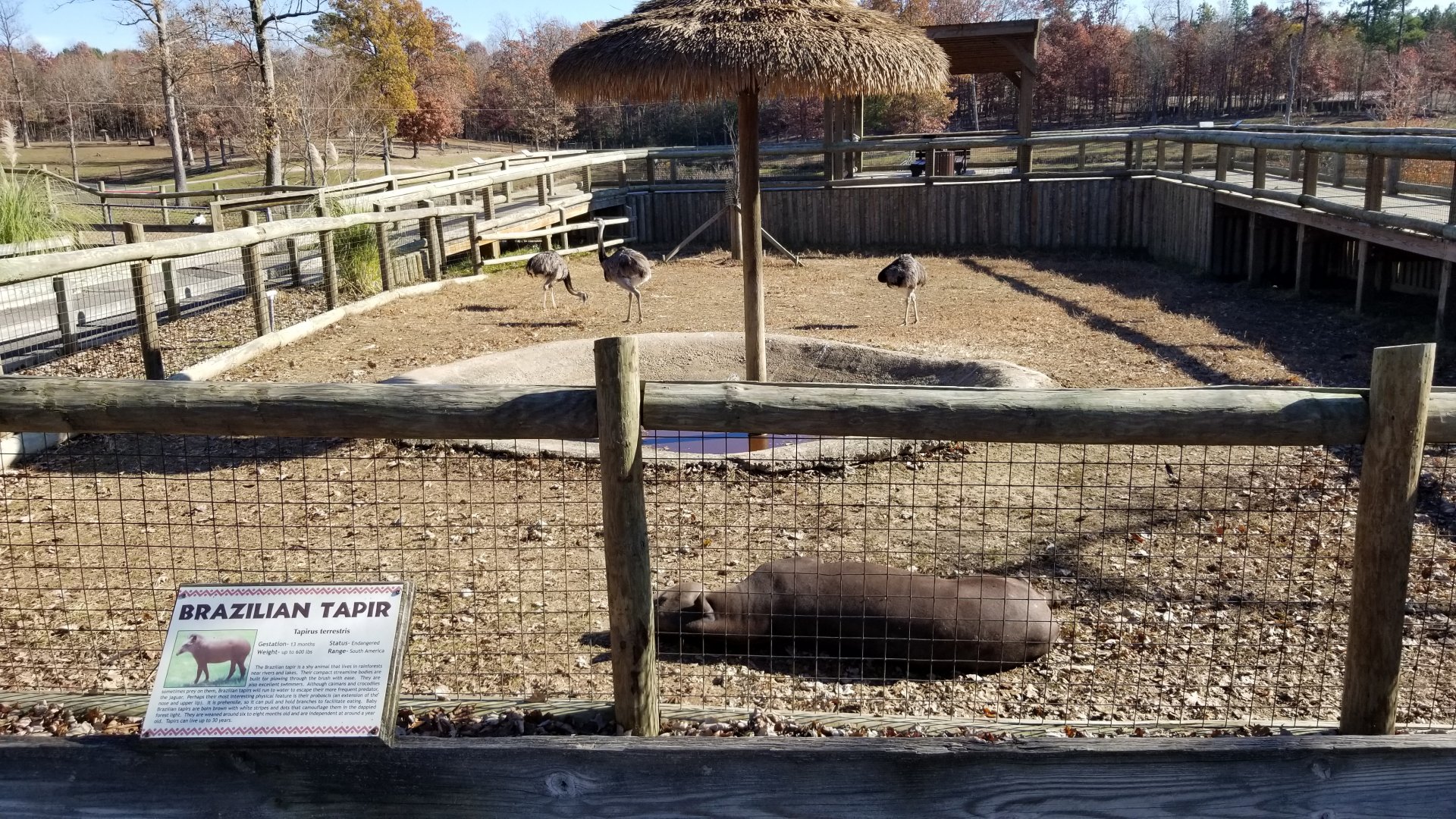 Metro Richmond - Brazilian Tapir, Rhea