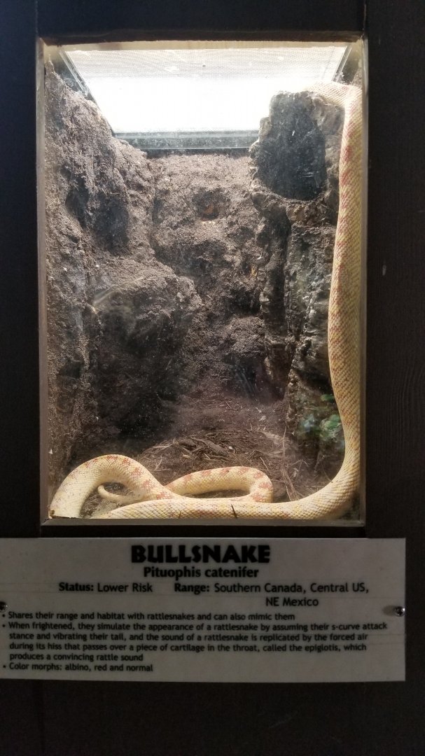 Metro Richmond - Bullsnake