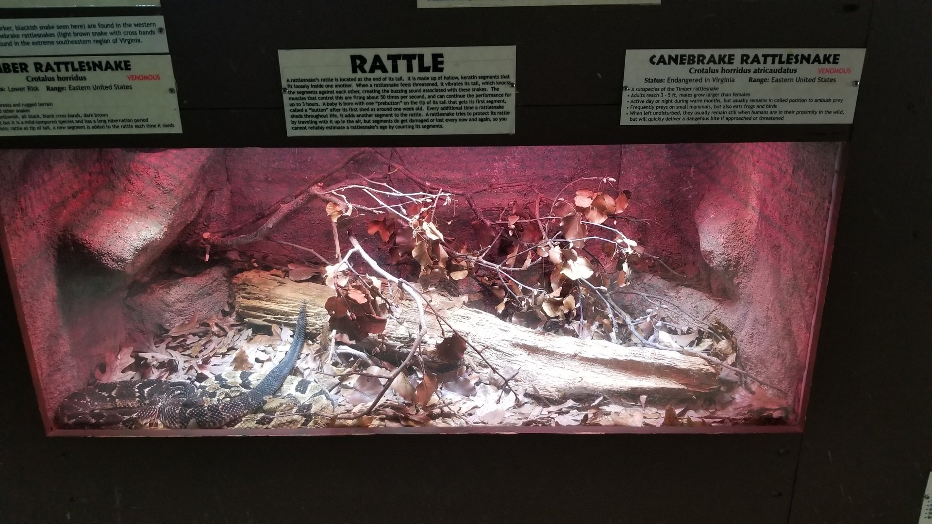 Metro Richmond - Canebrake, Timber Rattlesnakes