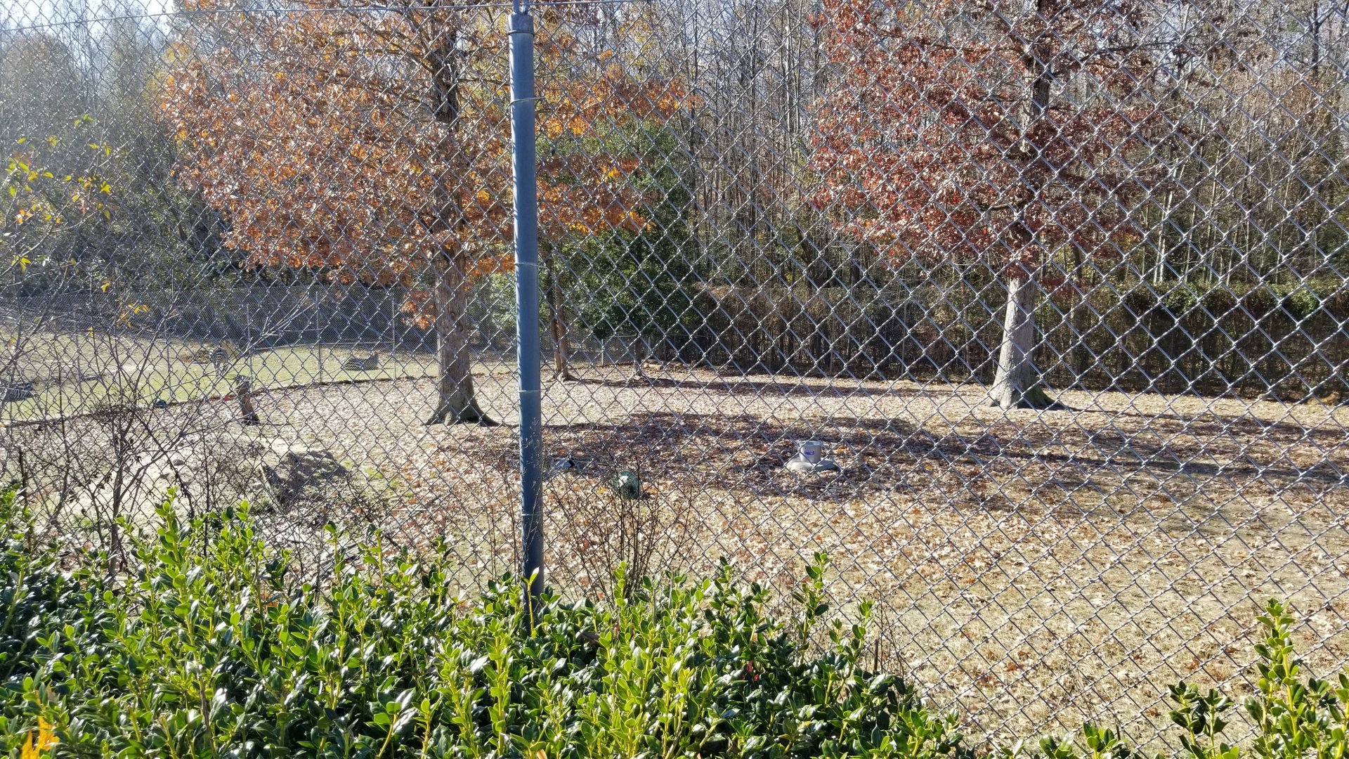 Metro Richmond - Cheetah exhibit