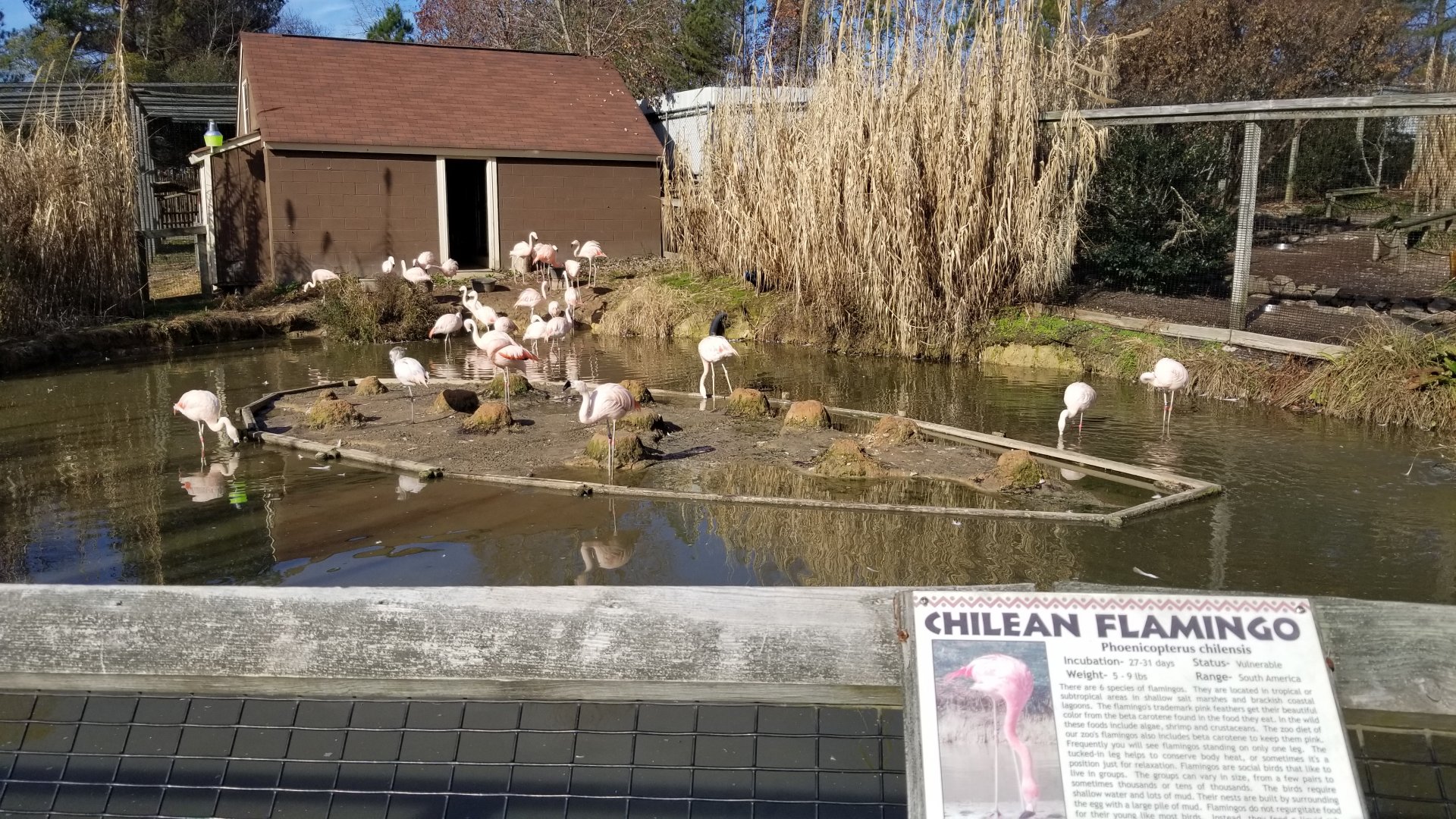 Metro Richmond - Chilean Flamingos
