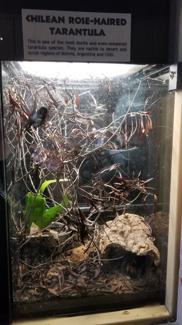 Metro Richmond - Chilean Rose-haired Tarantula