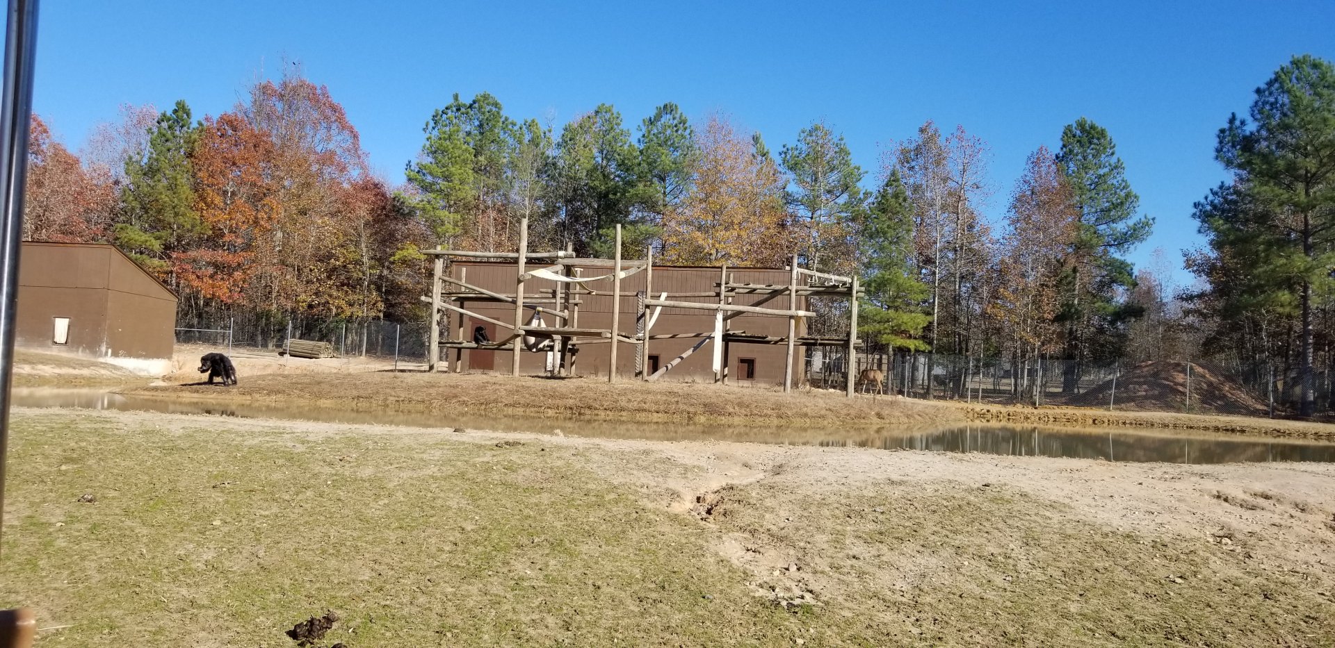 Metro Richmond - Chimpanzee island in safari area