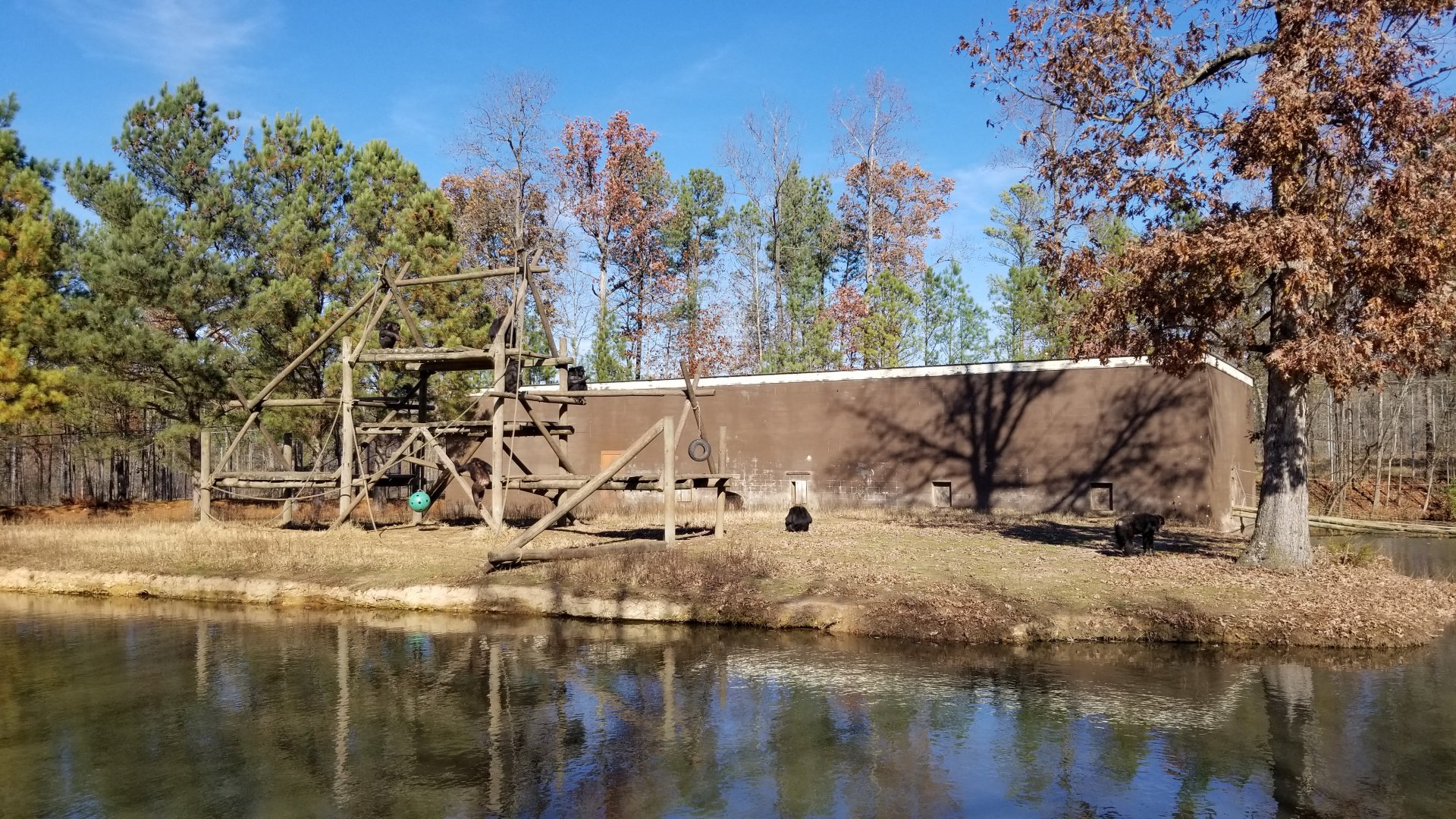 Metro Richmond - Chimpanzee island