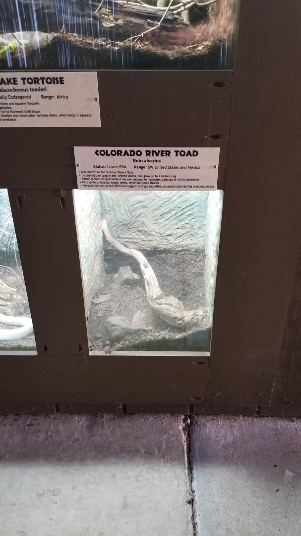 Metro Richmond - Colorado River Toad