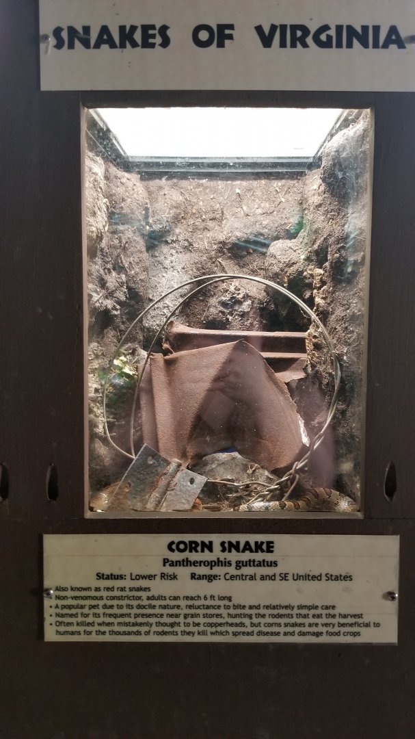 Metro Richmond - Corn Snake