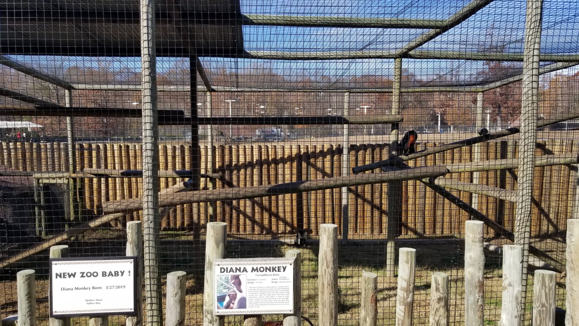 Metro Richmond - Diana Monkey