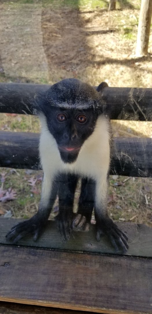 Metro Richmond - Diana Monkey