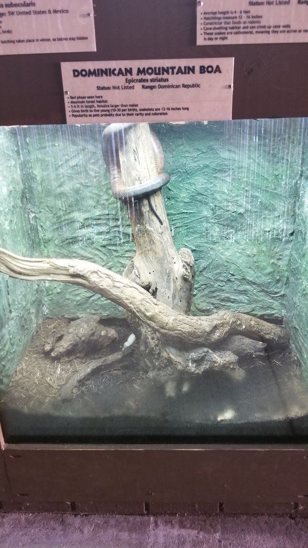 Metro Richmond - Dominican Mountain Boa