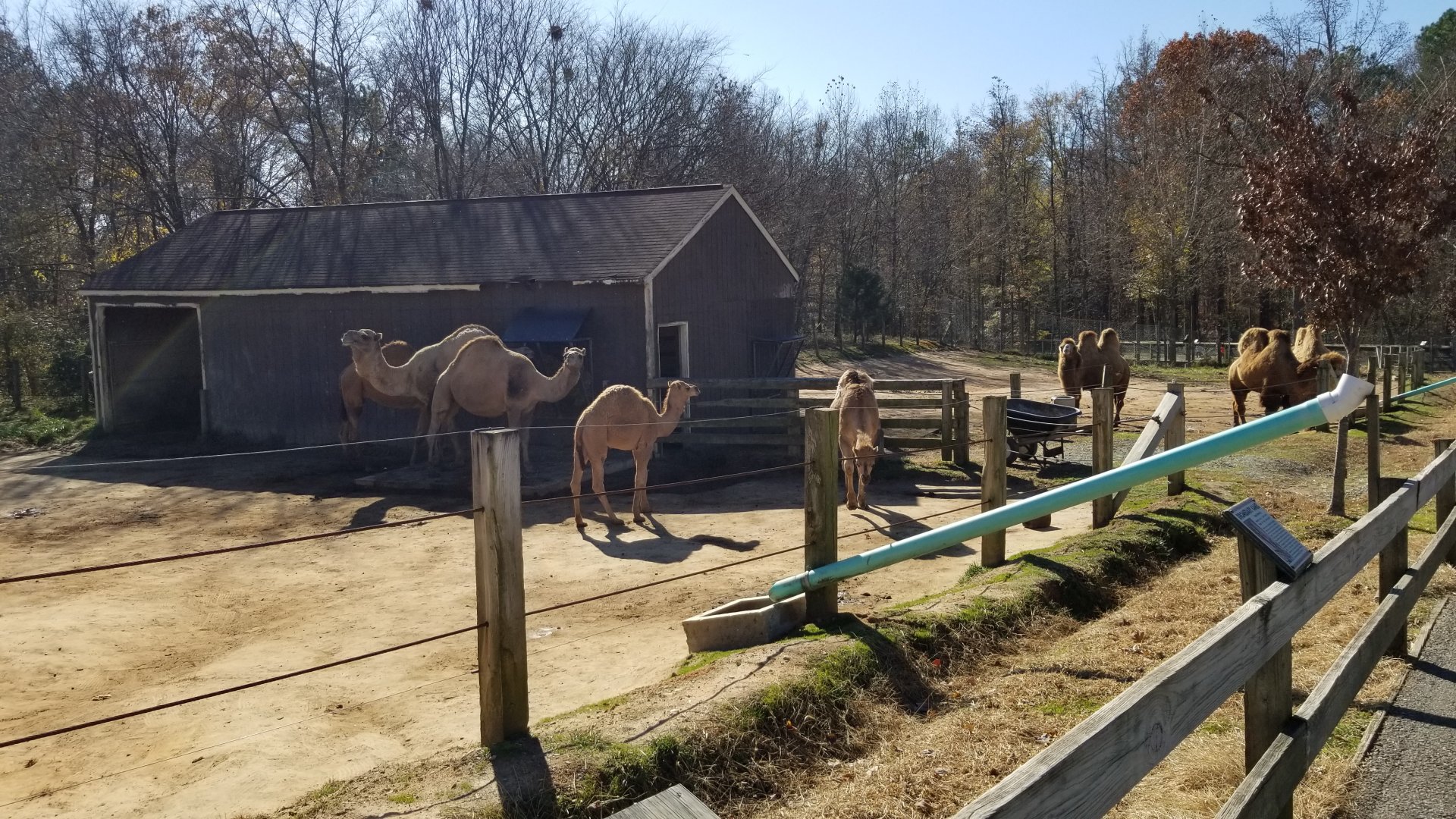 Metro Richmond - Dromedary, Bactrian camels