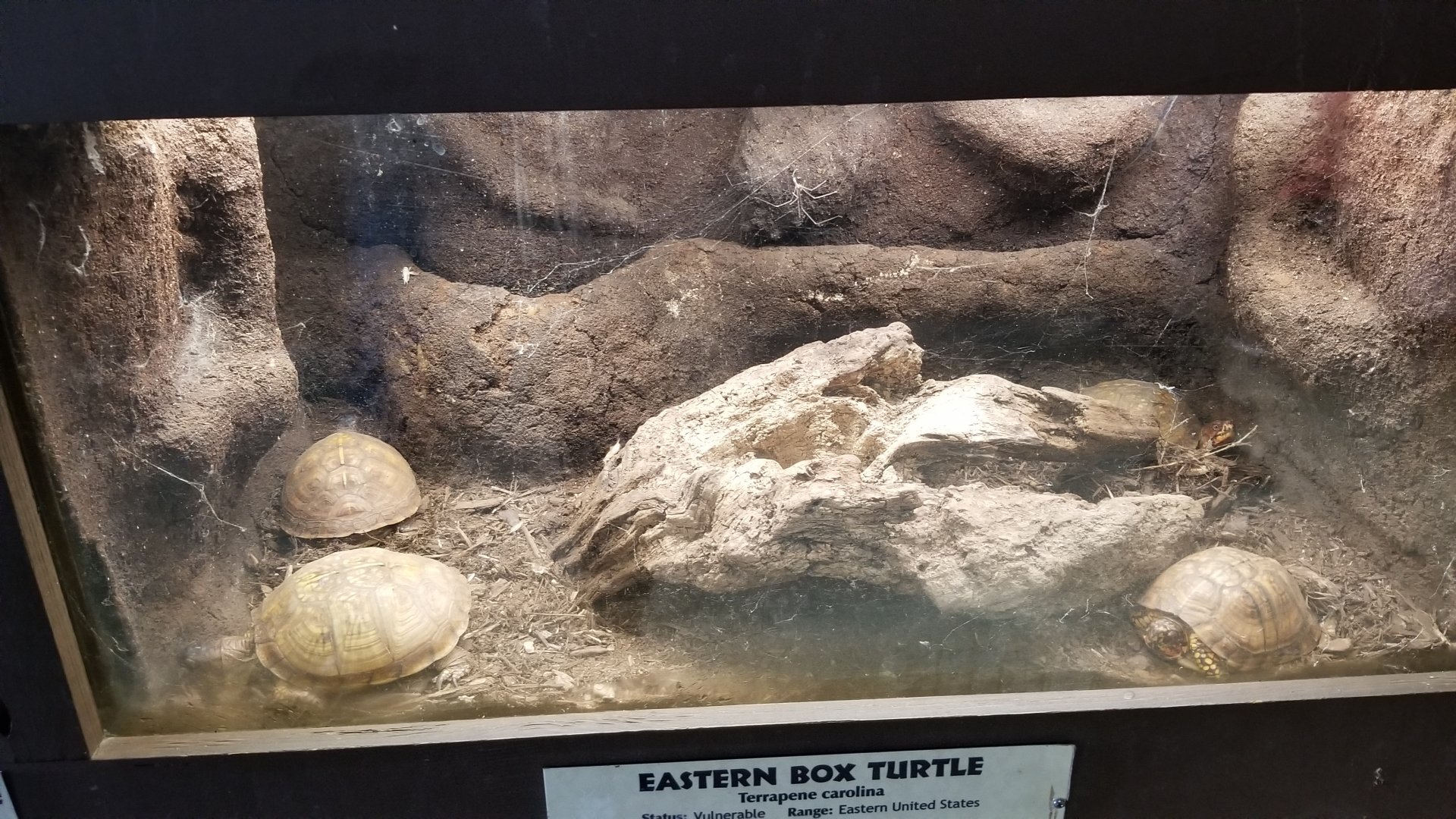Metro Richmond - Eastern Box Turtle