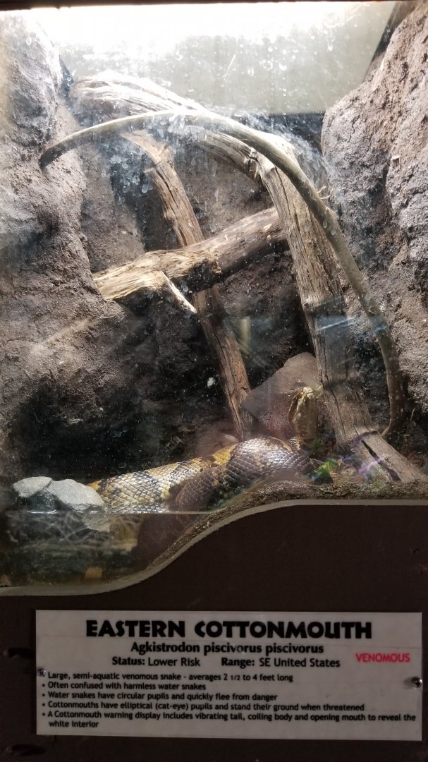 Metro Richmond - Eastern Cottonmouth