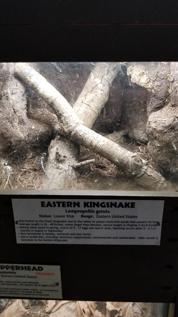 Metro Richmond - Eastern Kingsnake