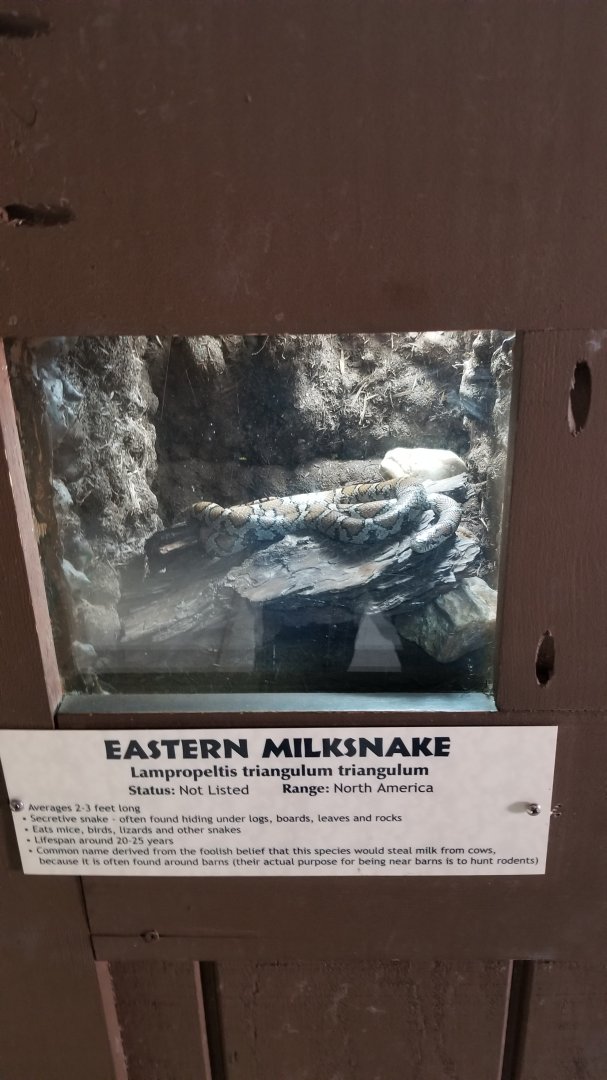 Metro Richmond - Eastern Milksnake