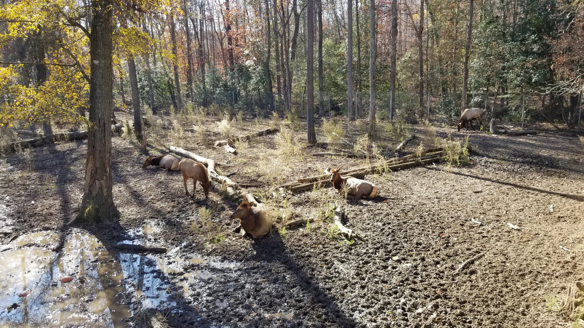 Metro Richmond - Elk