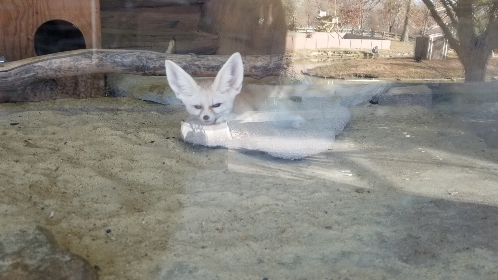 Metro Richmond - fennec fox