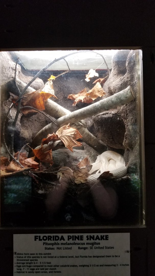 Metro Richmond - Florida Pine Snake