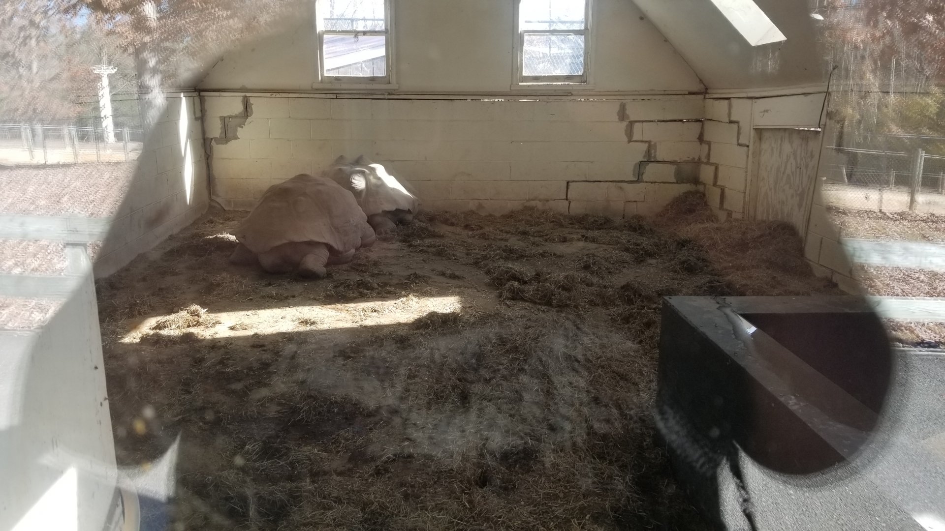 Metro Richmond - Galapagos Tortoises