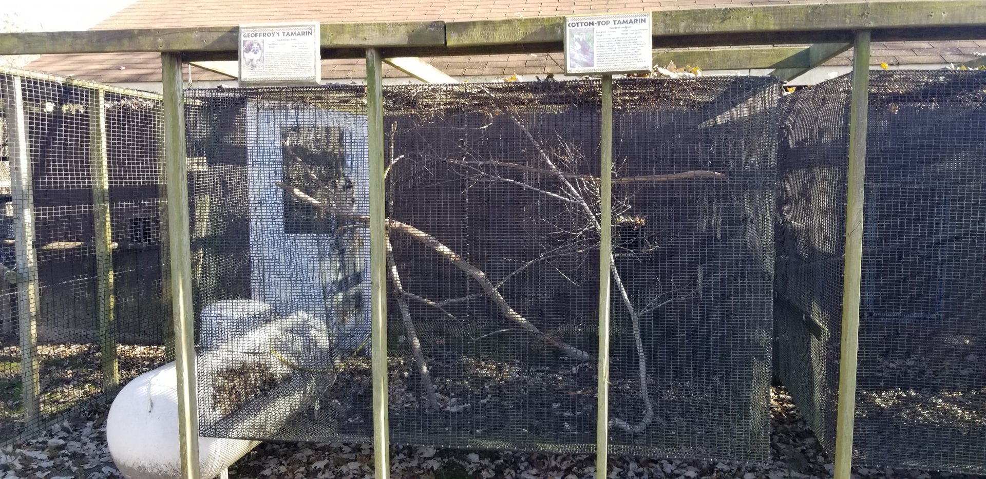 Metro Richmond - Geoffroy's Tamarin, Cotton Top Tamarin