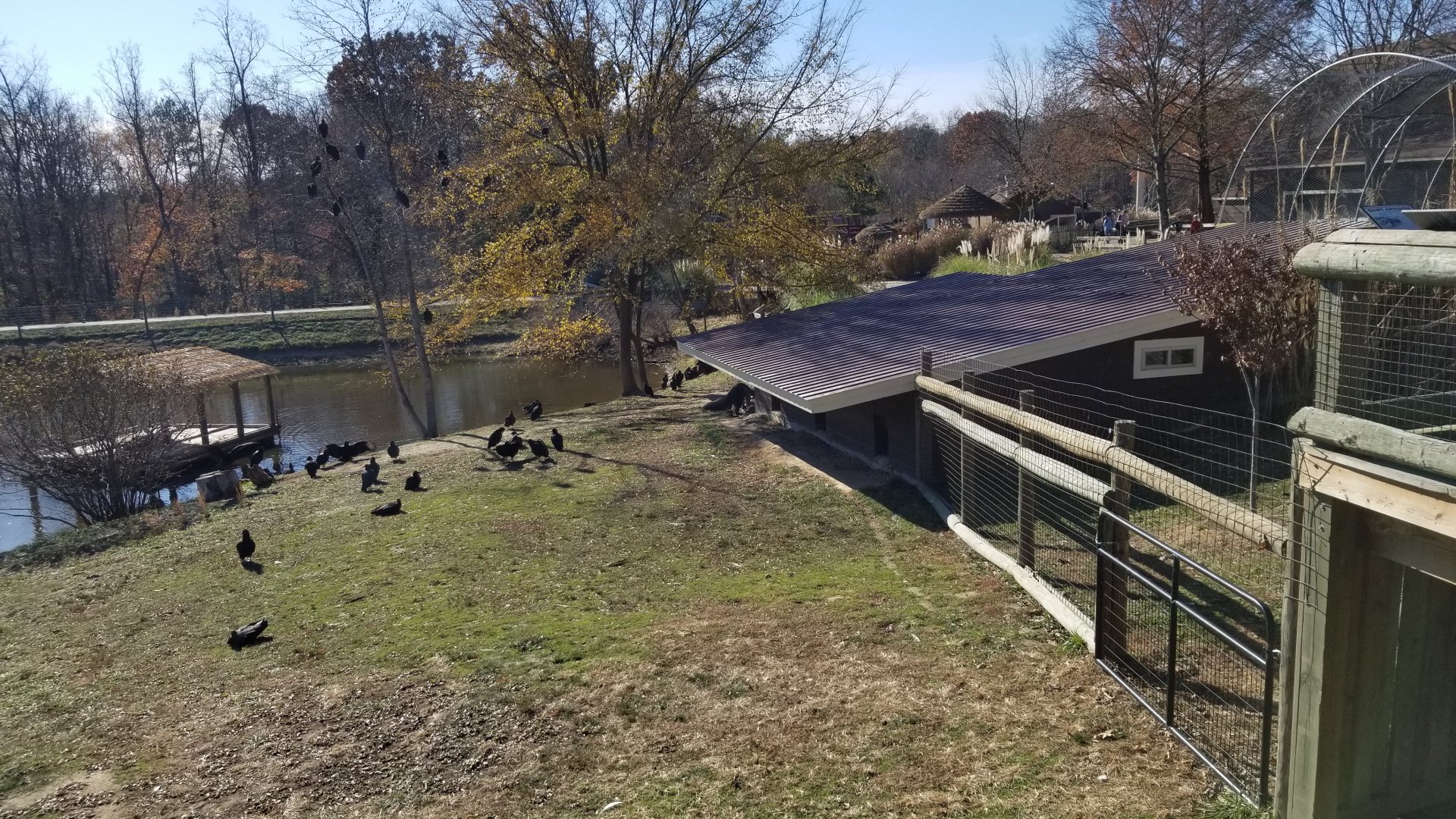 Metro Richmond - Giant Anteater (and lots of turkey vultures)