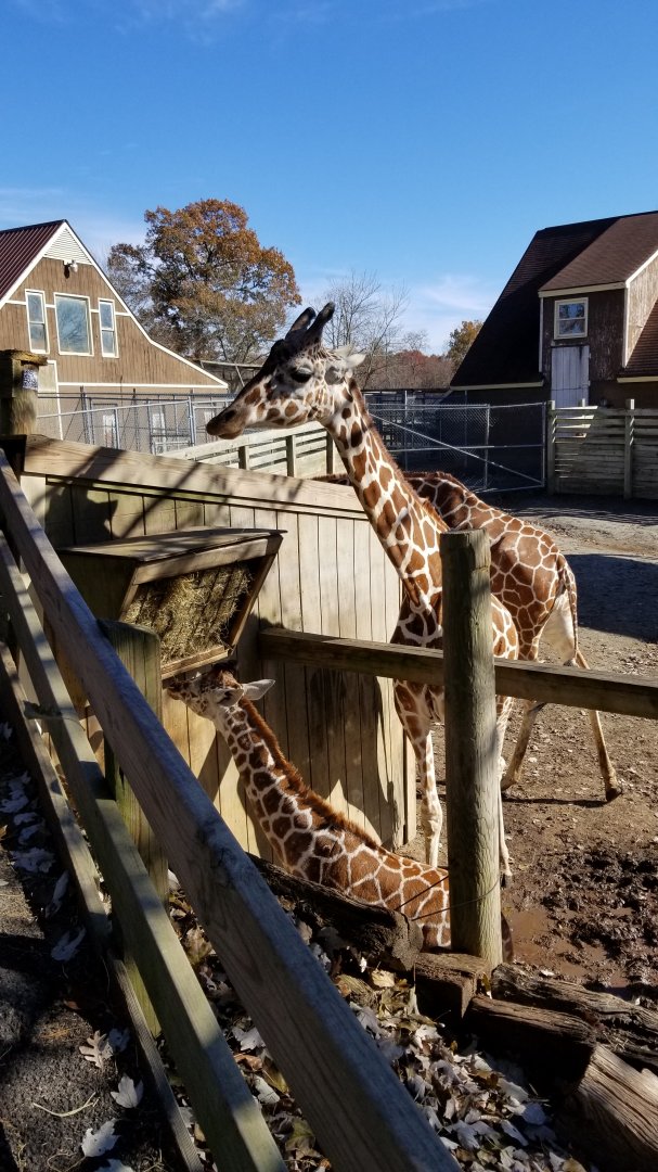 Metro Richmond - Giraffes in other yard, with 2 week old baby