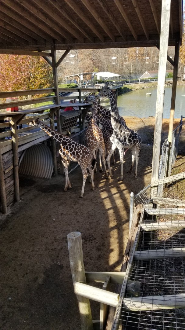 Metro Richmond - Giraffes