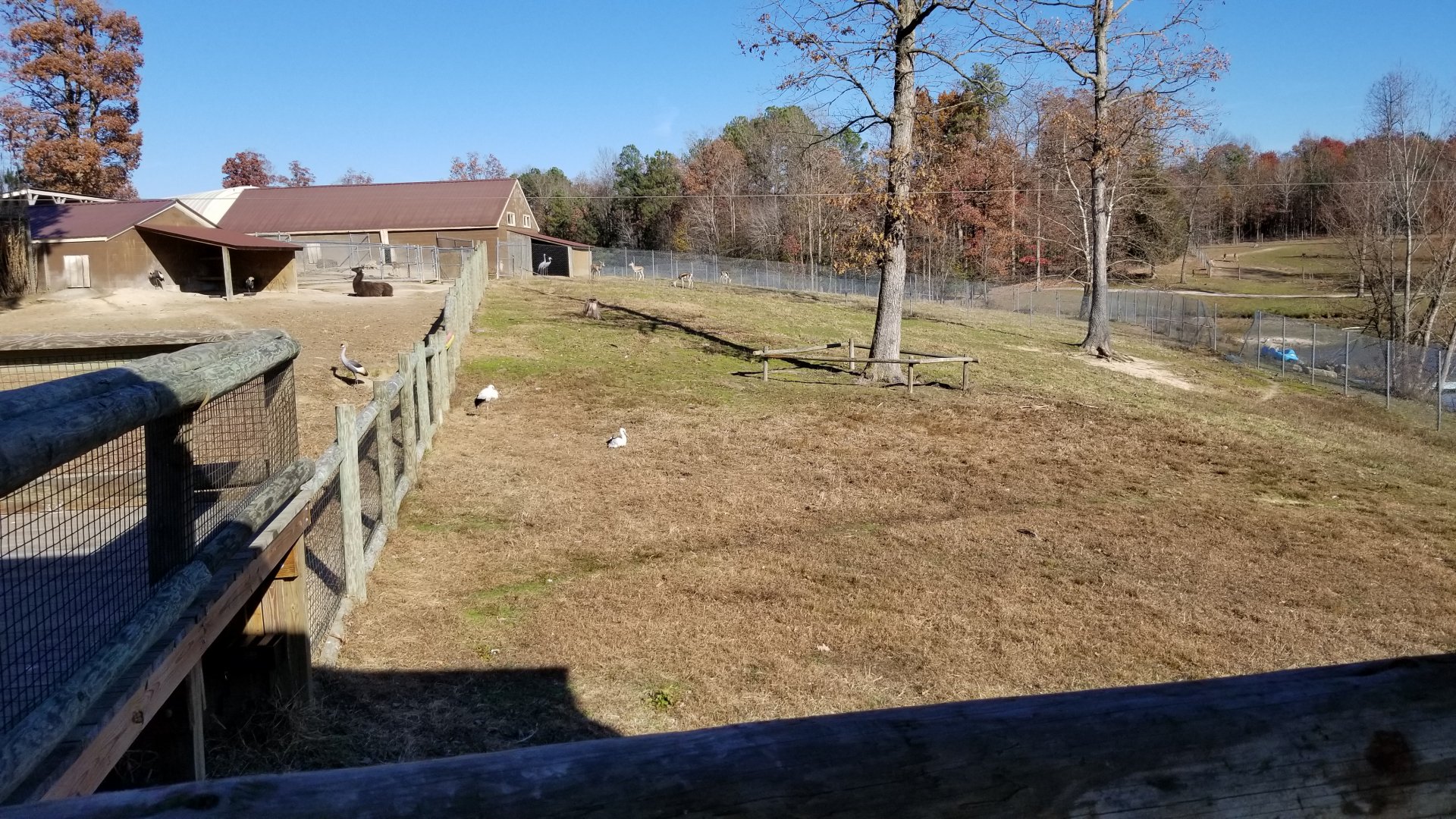 Metro Richmond - Grant's Gazelle, White Stork, Stanley Crane