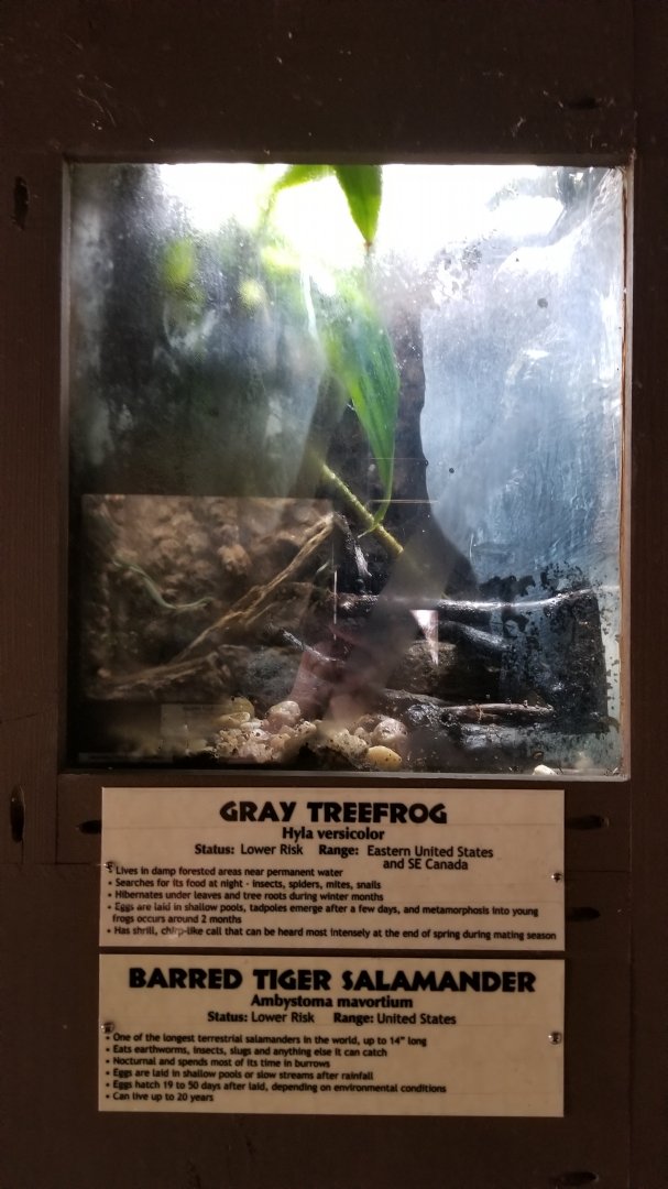 Metro Richmond - Gray Treefrog, Barred Tiger Salamander