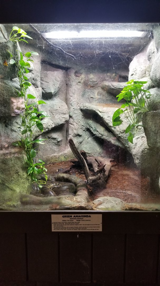 Metro Richmond - Green Anaconda