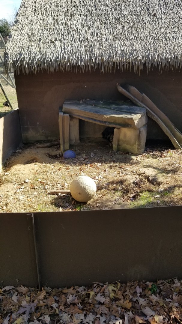 Metro Richmond - Indian Crested Porcupine
