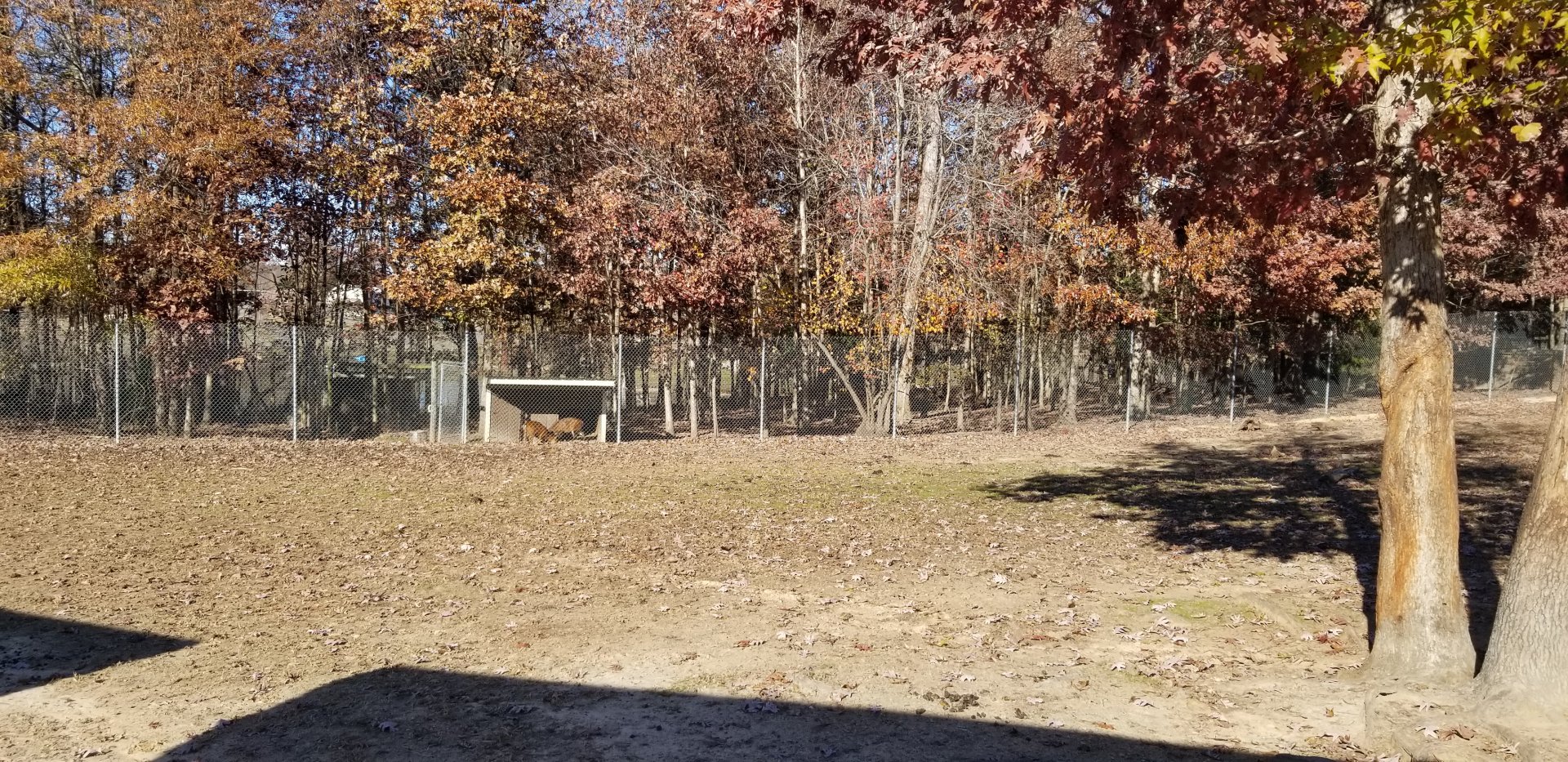 Metro Richmond - Indian Muntjac