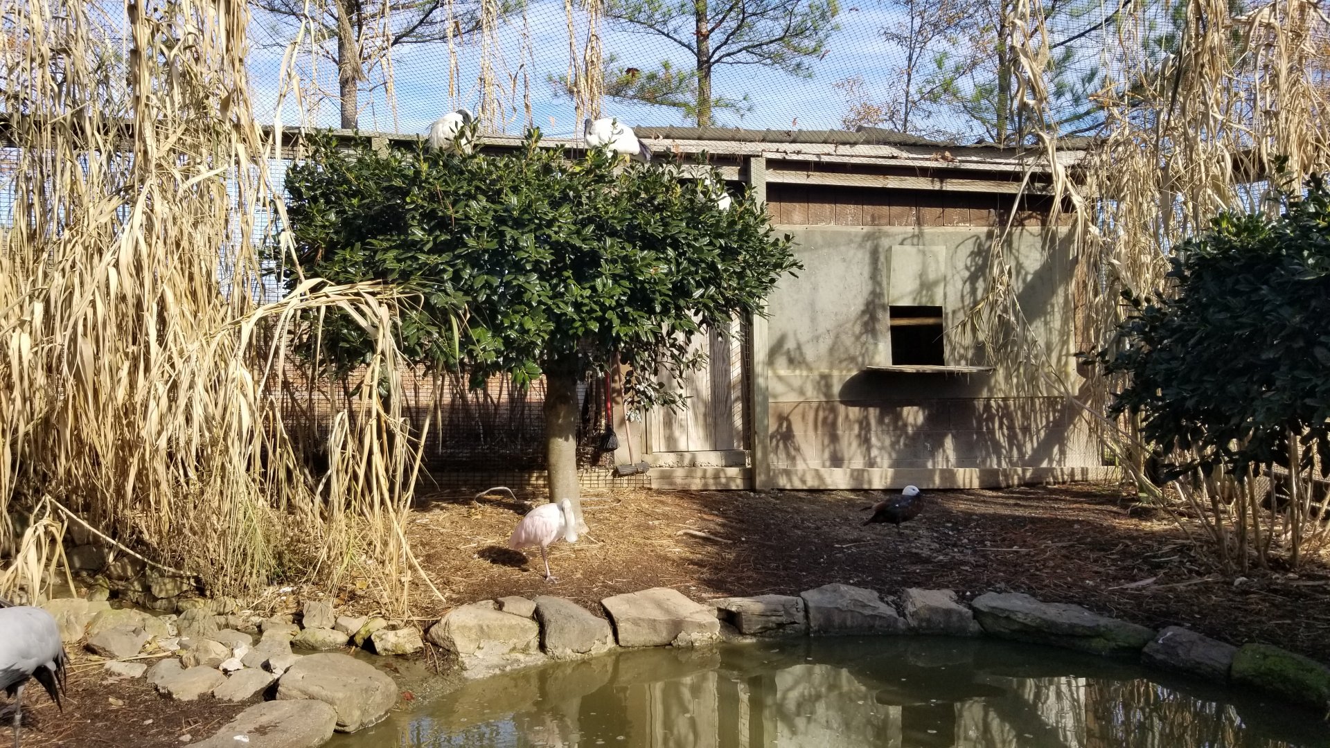 Metro Richmond - inside Aviary; Roseate Spoonbill, Sacred Ibis, ducks
