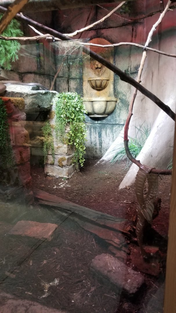 Metro Richmond - King Cobra