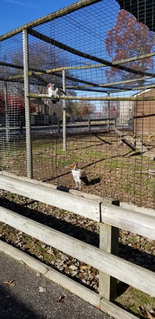 Metro Richmond - King Vulture, Klipspringer