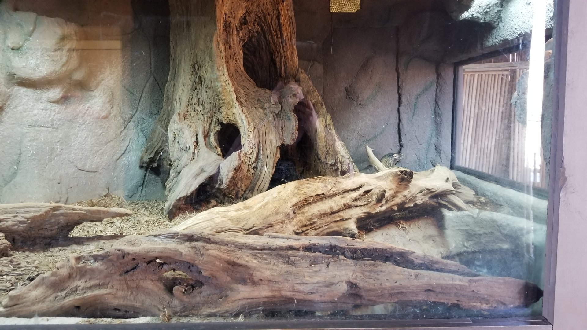 Metro Richmond - Komodo Dragon exhibit