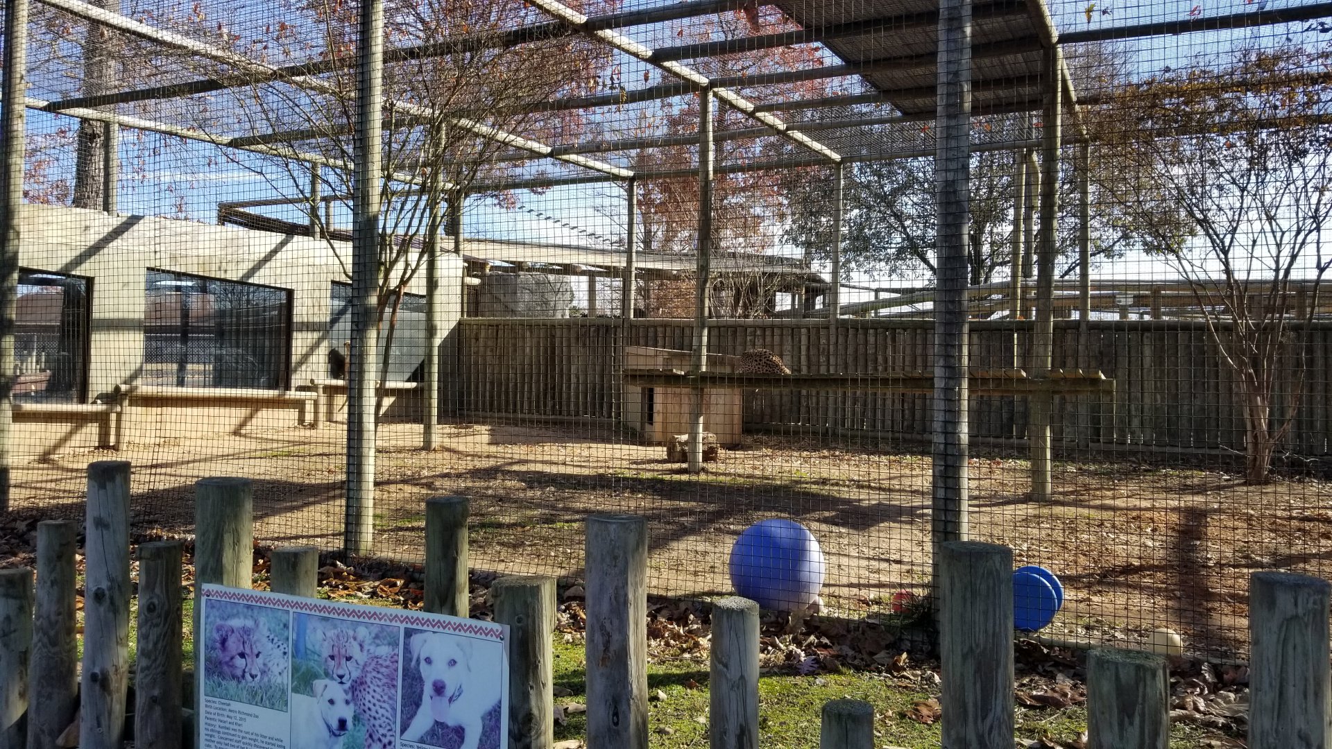 Metro Richmond - Kumbali and Kago (cheetah and dog)