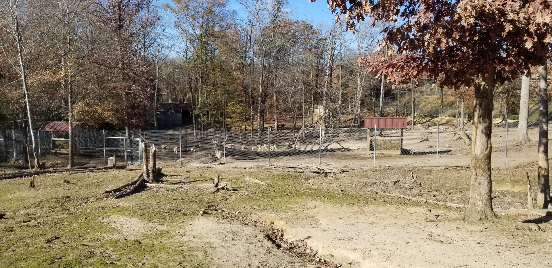 Metro Richmond - large herd of blackbuck behind fence
