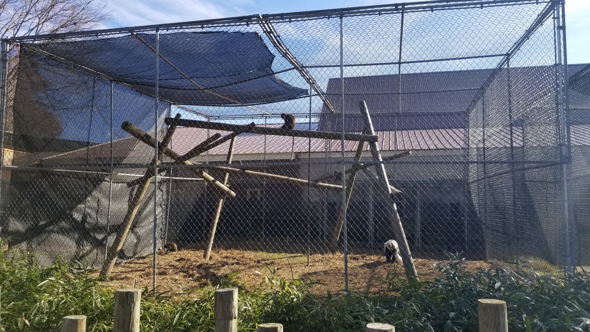 Metro Richmond - Lesser Spot-nosed Monkey, Colobus Monkey, Allen's Swamp Monkey