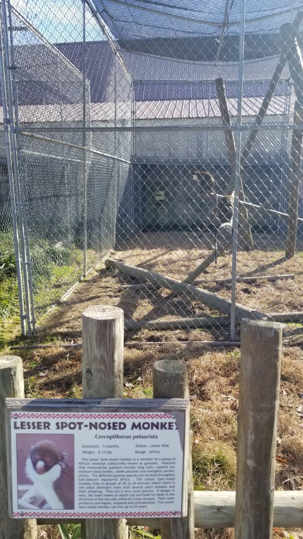 Metro Richmond - Lesser Spot-nosed Monkey