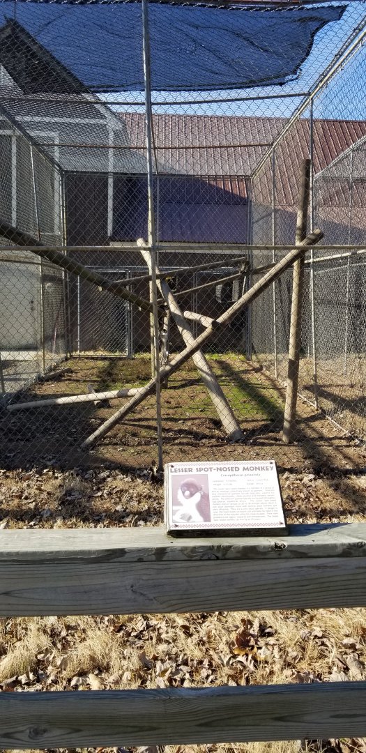 Metro Richmond - Lesser Spot-nosed Monkey