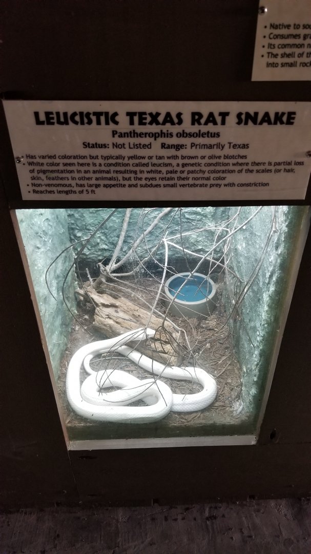 Metro Richmond - Leucistic Texas Rat Snake