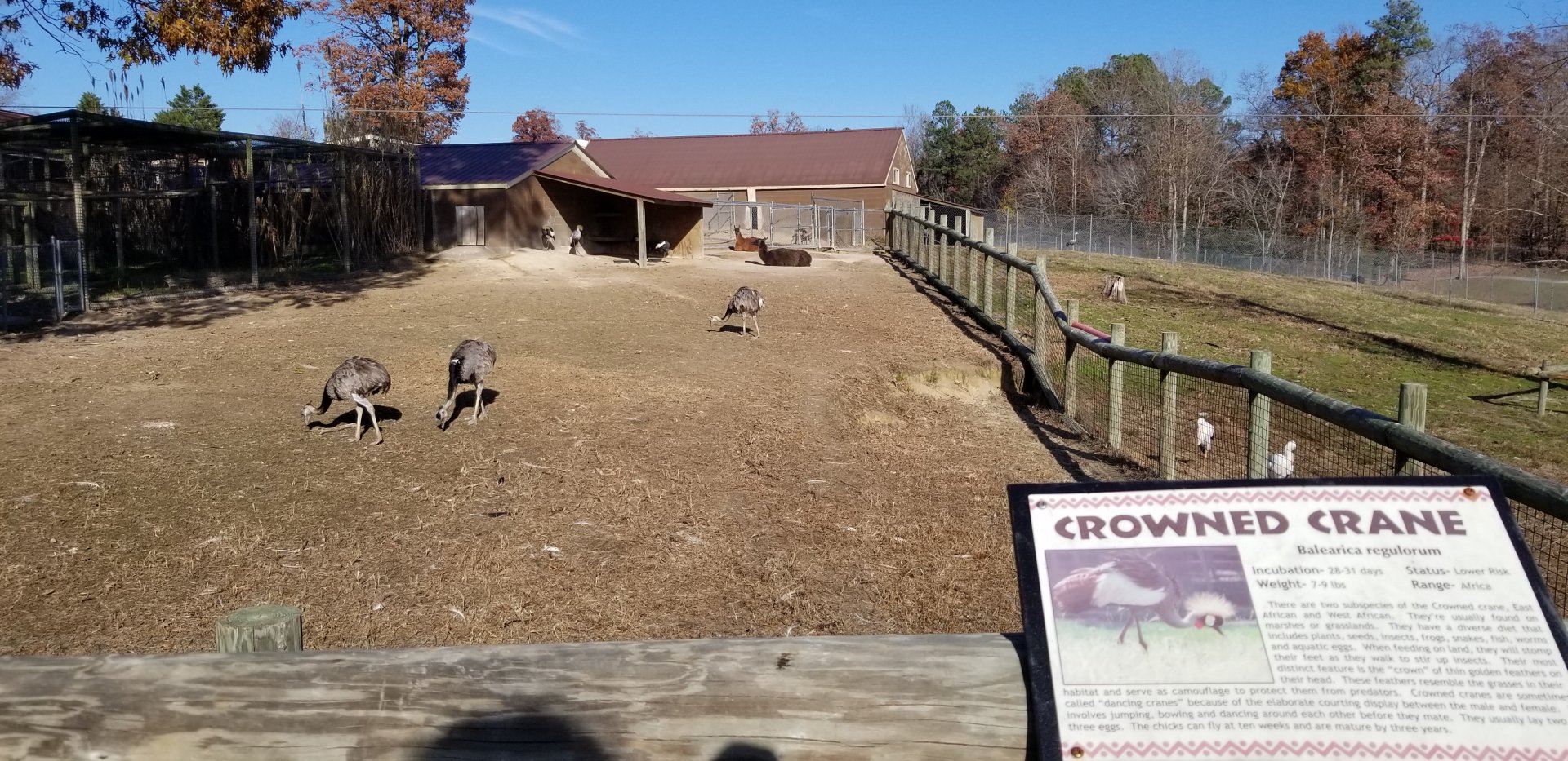 Metro Richmond - Llama, rhea