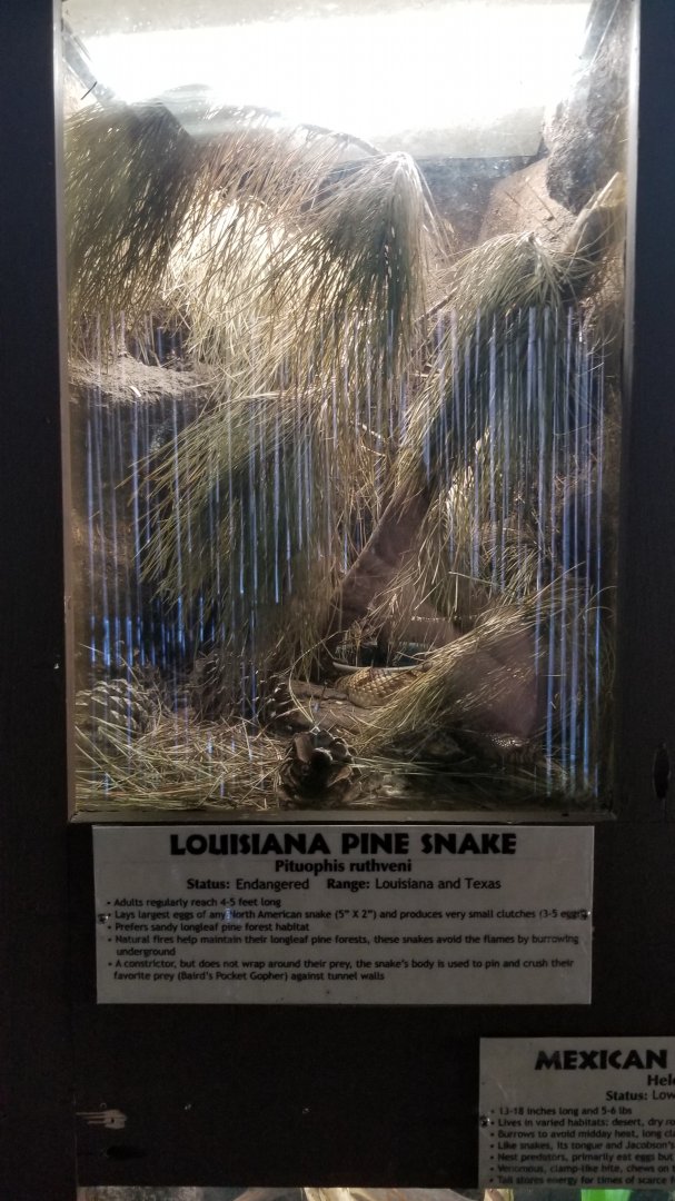 Metro Richmond - Louisiana Pine Snake