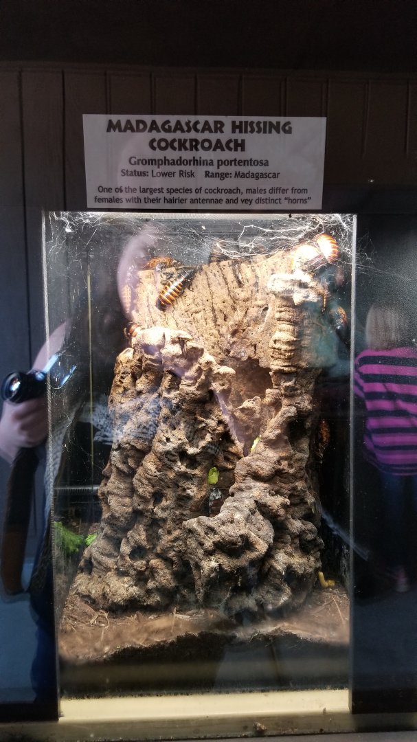 Metro Richmond - Madagascar Hissing Cockroach